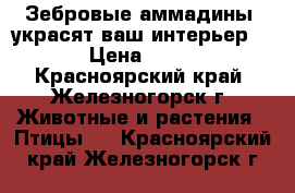 Зебровые аммадины, украсят ваш интерьер ! › Цена ­ 300 - Красноярский край, Железногорск г. Животные и растения » Птицы   . Красноярский край,Железногорск г.